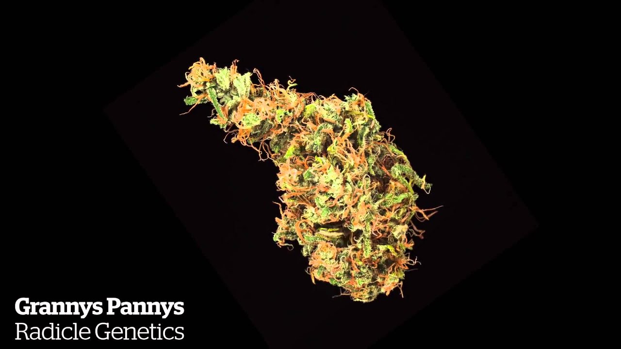 2015 Michigan Medical Cannabis Cup: Sativa Entries