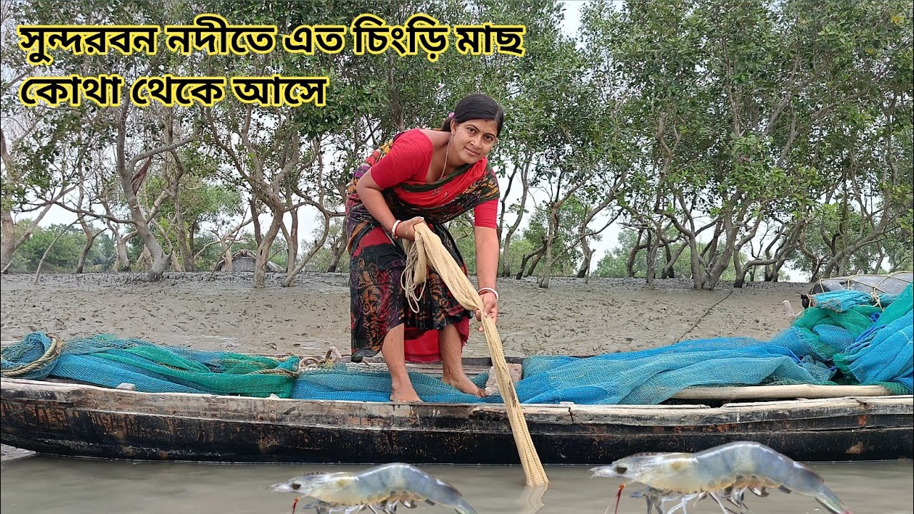 আজ সুন্দরবনের নদী থেকে বড় বড় সাইজের চিংড়ি মাছ ধরলাম || Nandita Sundarban life