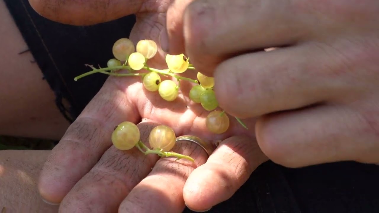 Wat je moet weten over de Trosbes 'Witte Parel' (Ribes rubrum)