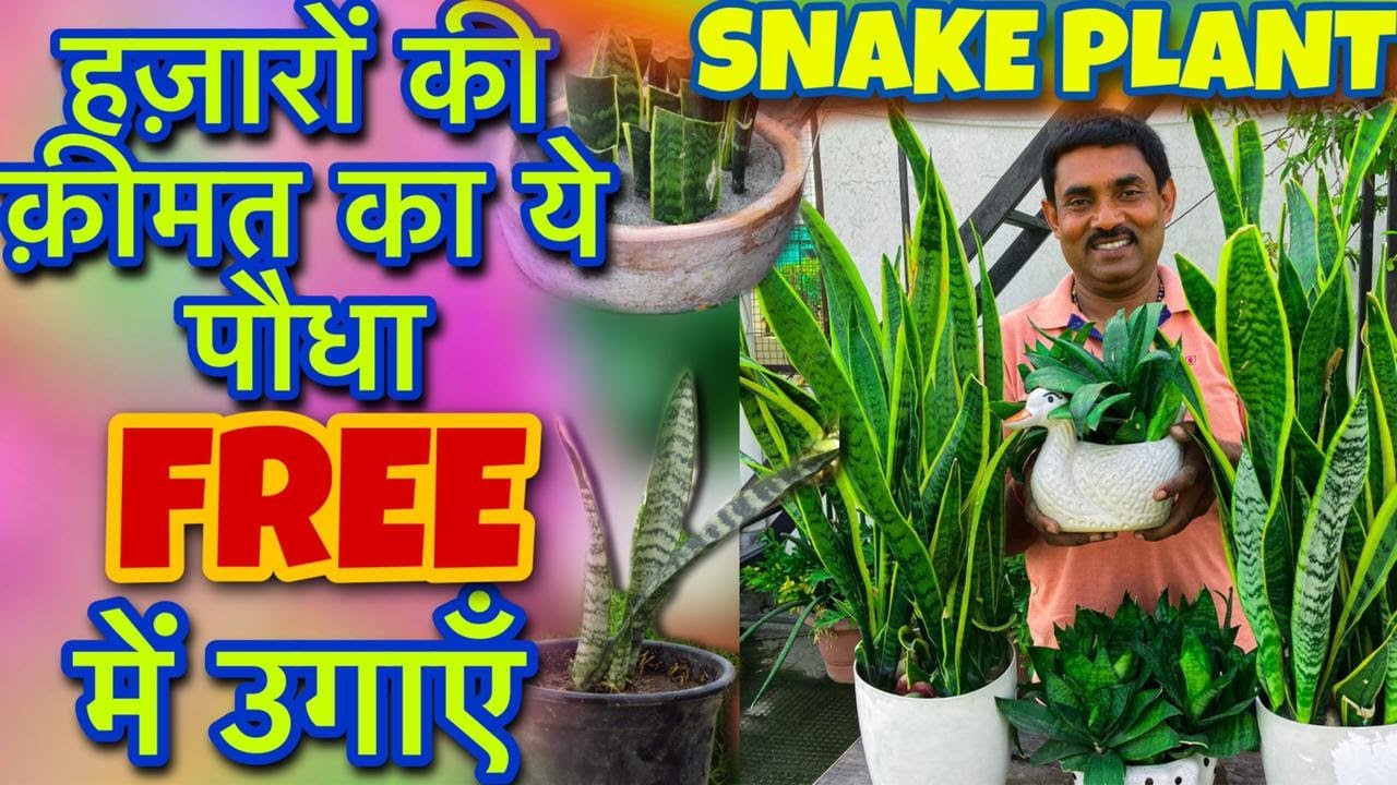 24 घंटे फ़्री में ऑक्सिजन देने वाले Snake plant को पत्तों से कैसे उगाएँ और मिट्टी कैसे तैयार करें