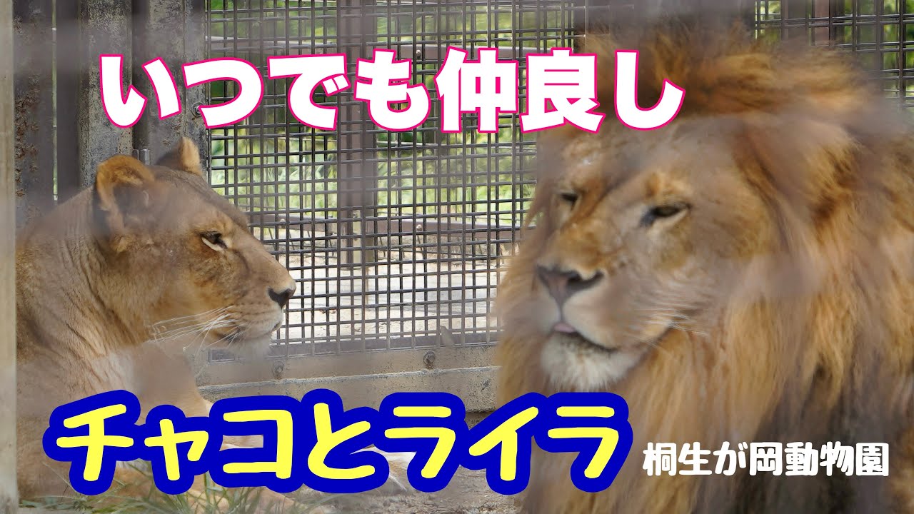 【桐生が岡動物園】いつでも仲良しチャコとライラ