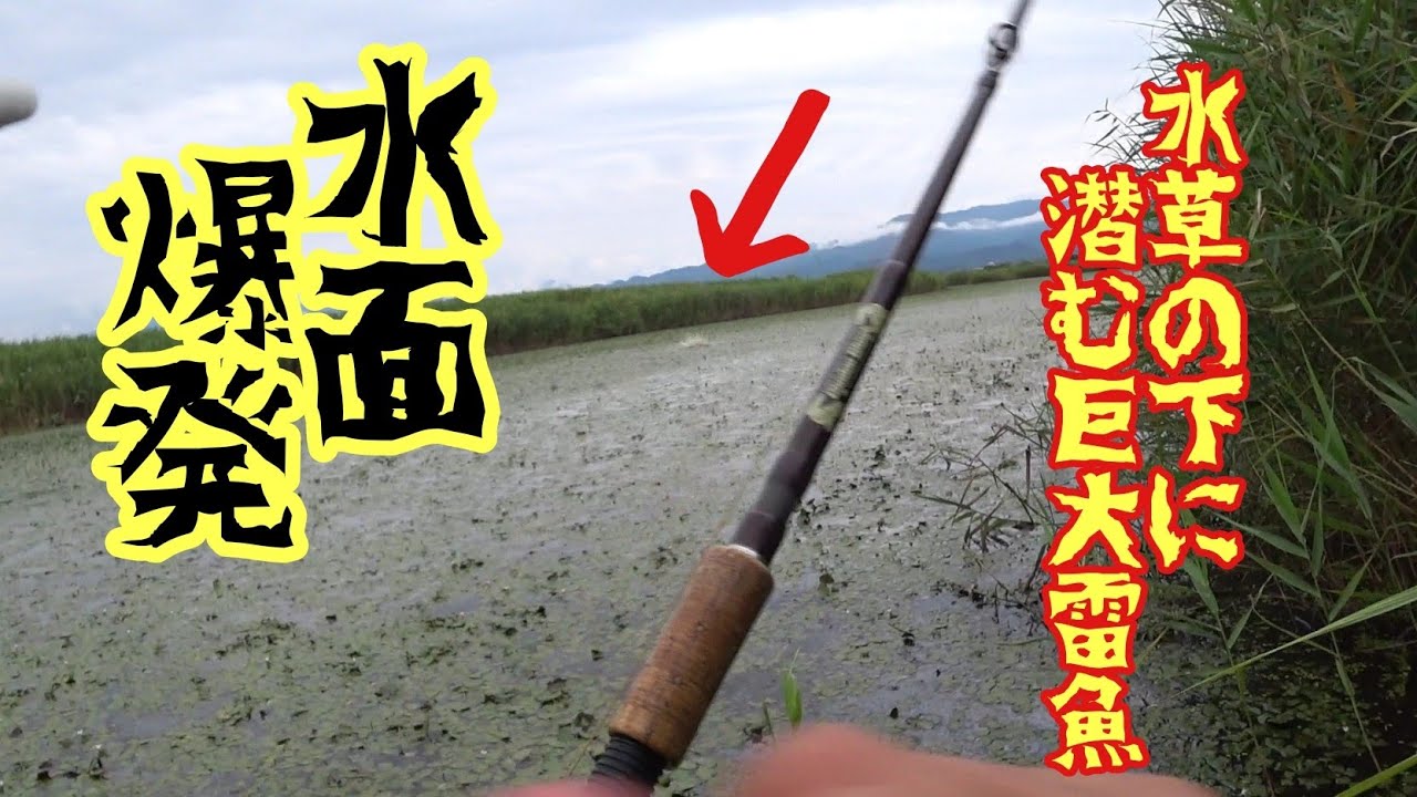 【雷魚釣りコラボ遠征】アタック連発! 巨大湿地帯に潜むモンスター雷魚に挑む!!　Japan snake head fishing