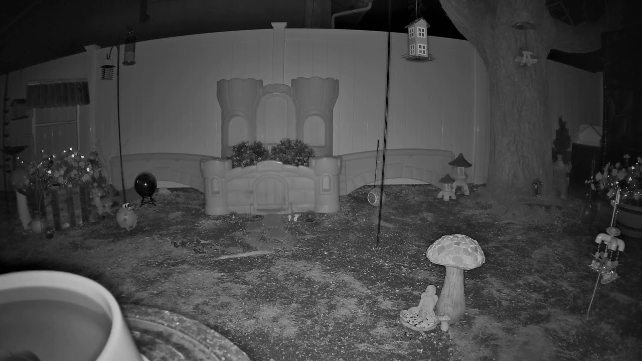 Rainy Day Backyard Wildlife ❄️ Squirrels, Birds & Winter Nature LIVE cat tv 24/7 most days CALM