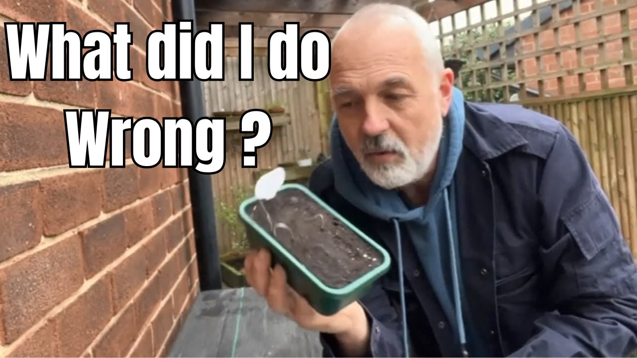 Seed Sowing: Aubergines, Cauliflower, Peppers & Avoiding Leggy Seedlings! On a UK Allotment