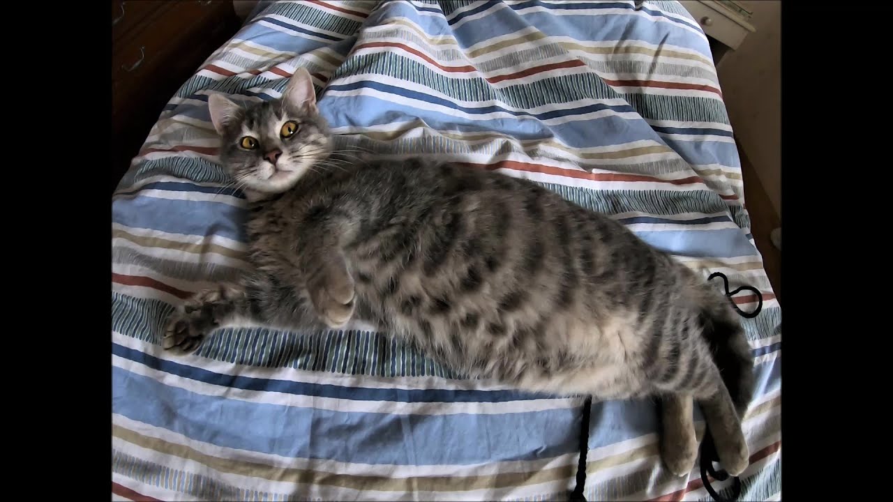 Première rencontre entre chats, première réaction (First meeting between cats, first reaction)