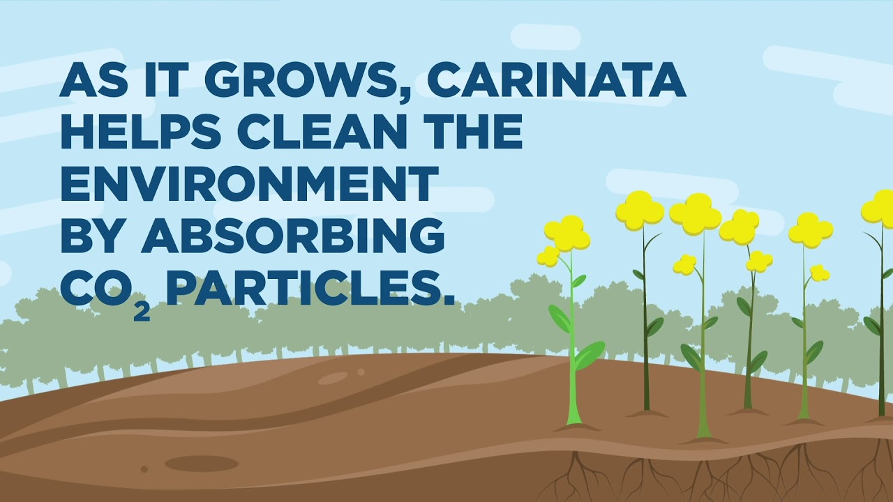 Introducing Carinata BioJet