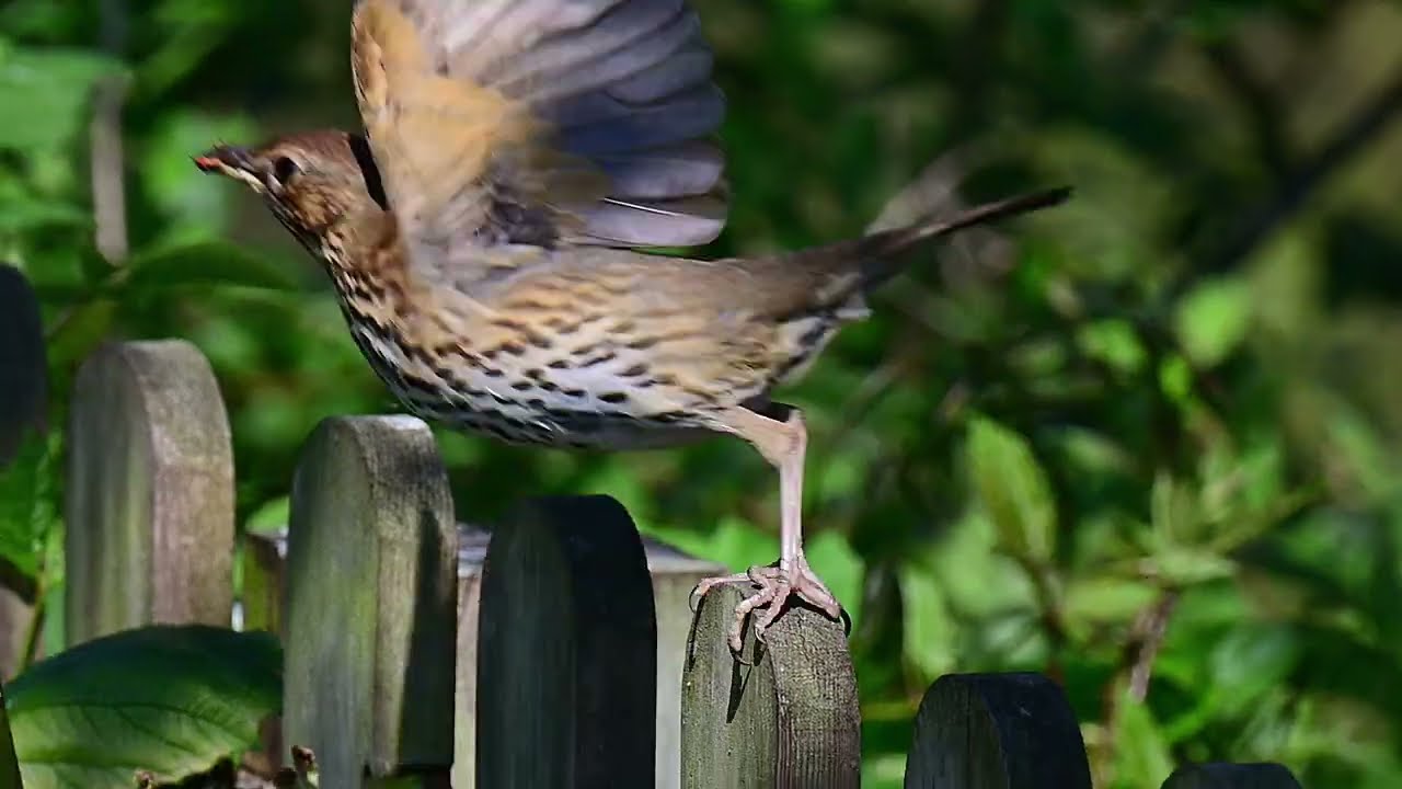 some small birds i saw last year with music, relax and enjoy just for fun..2025 #birds #wildlife