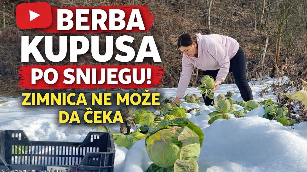 U PLASTENIKU NIŠTA, A KUPUS ISPOD SNIJEGA SAVRŠEN