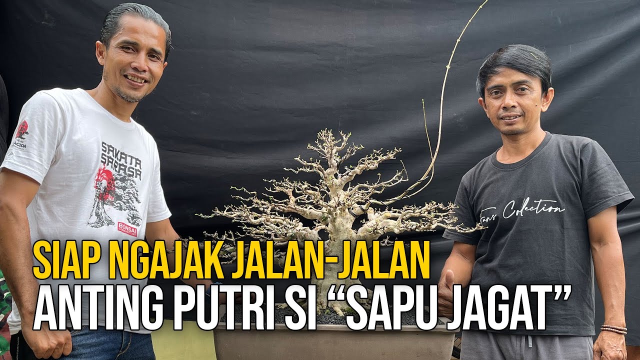 Bonsai Anting Putri Si 