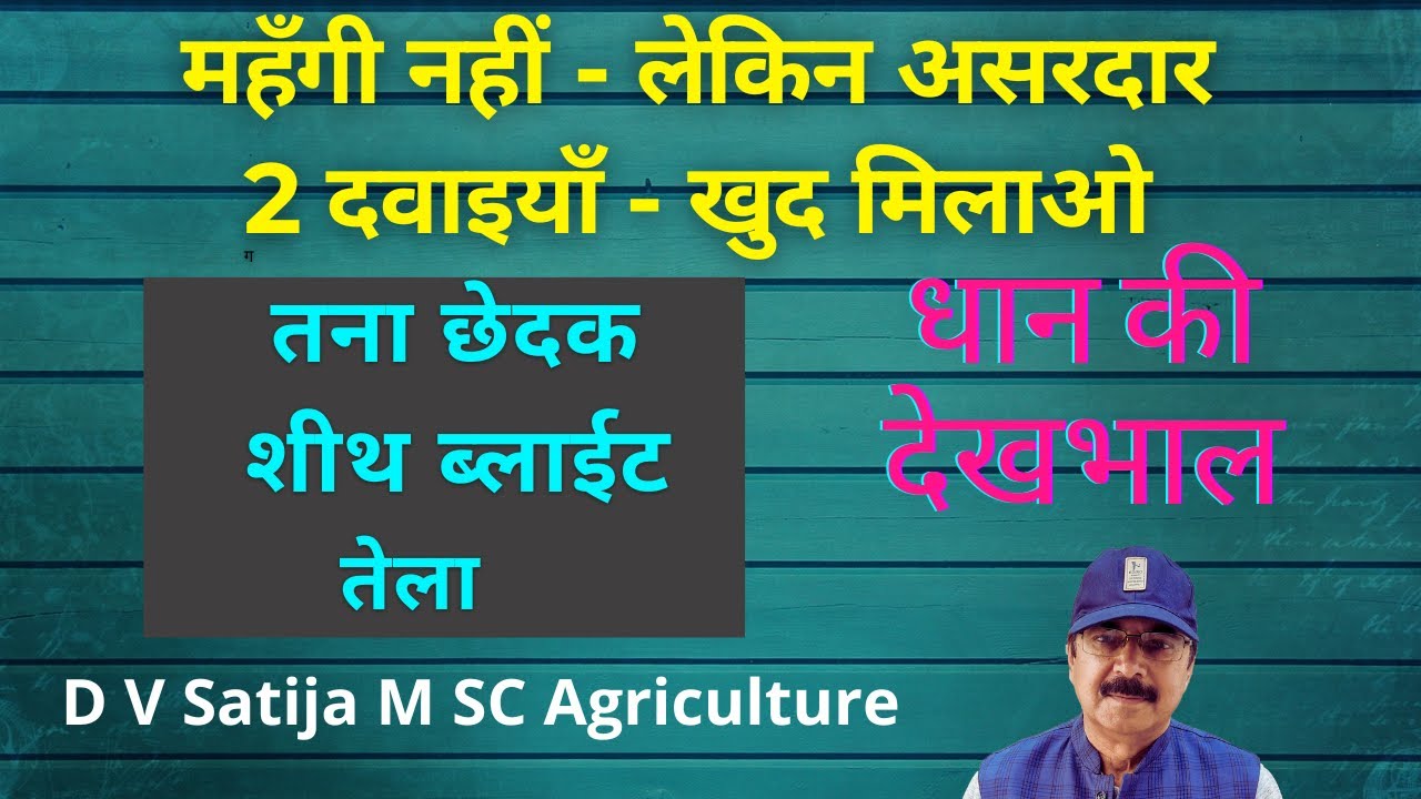 Dhan me tana chedak ki best dawa | Sheath blight control fungicide | Dhan me bph ki dawa | 