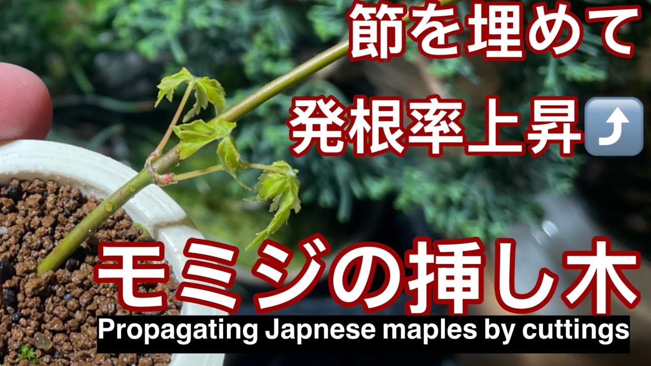 モミジの挿し木 / Propagating Japnese maples by cuttings