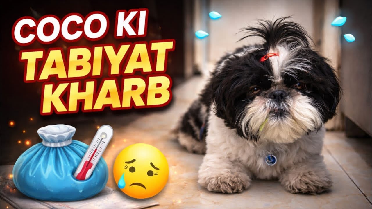 Aaj coco ki tabiyat kharab ho gayi || Dog mom || 