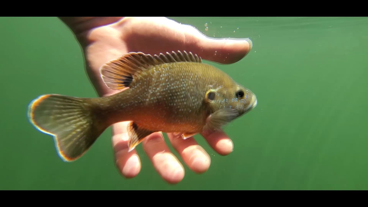 Fishing and diving on the Cosumnes river with the Tupchiy brothers