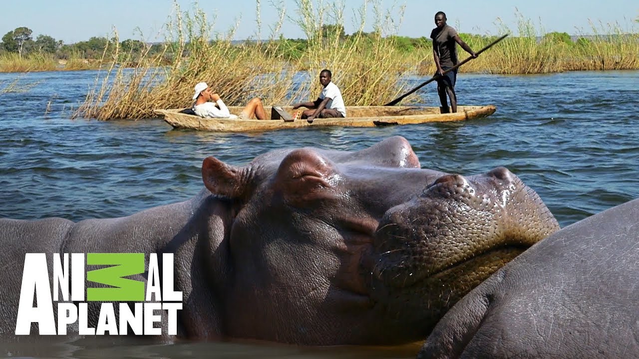 &iexcl;Frank visita a los hipop&oacute;tamos en una barca! | Wild Frank en &Aacute;frica | Animal Planet