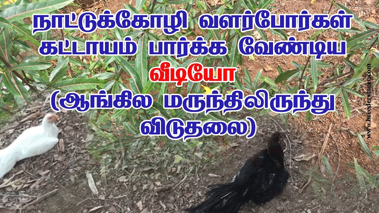 Country chicken-நாட்டுக்கோழிகளுக்கு ஆங்கில மருந்திலிருந்து விடுதலை
