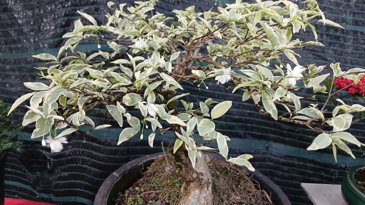 0934229986 BONSAI MINI