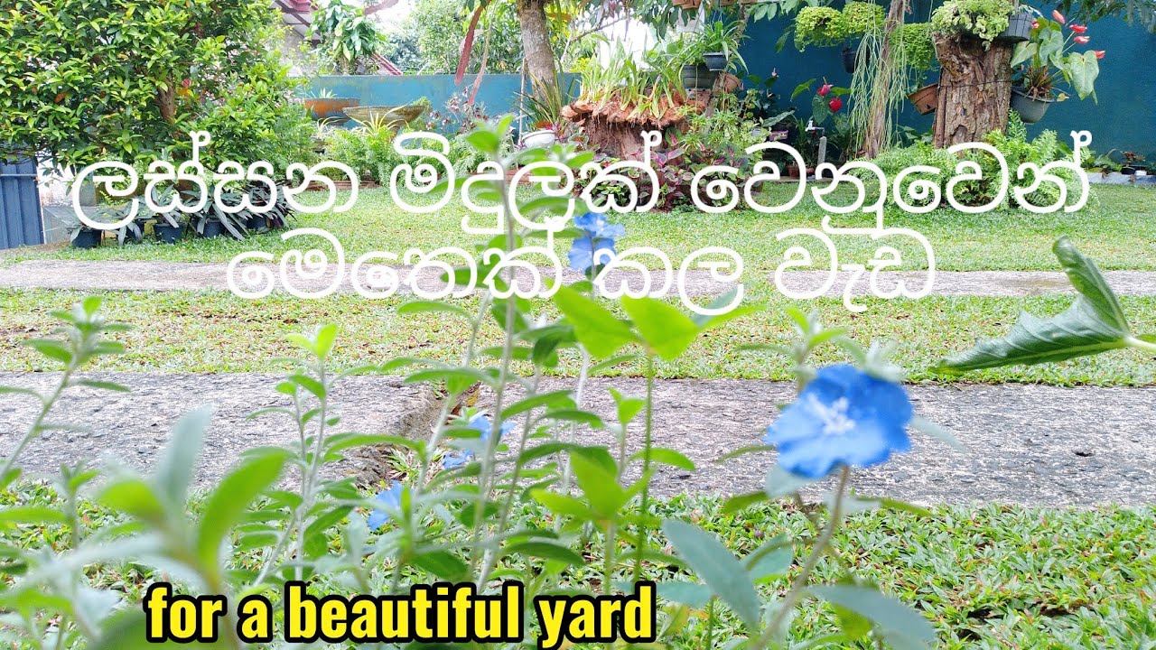 දවසට පොඩි වෙලාවක්  මහන්සි වෙලා ලස්සනට ගොඩනගමු මිදුලක් #flowergarden #beutygarden 