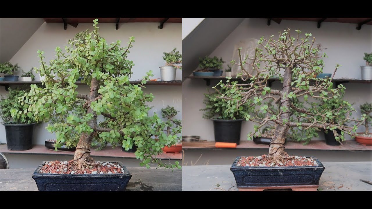 Defoliating Jade Bonsai Formal Upright