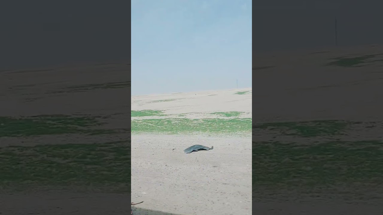 Murobumir video  