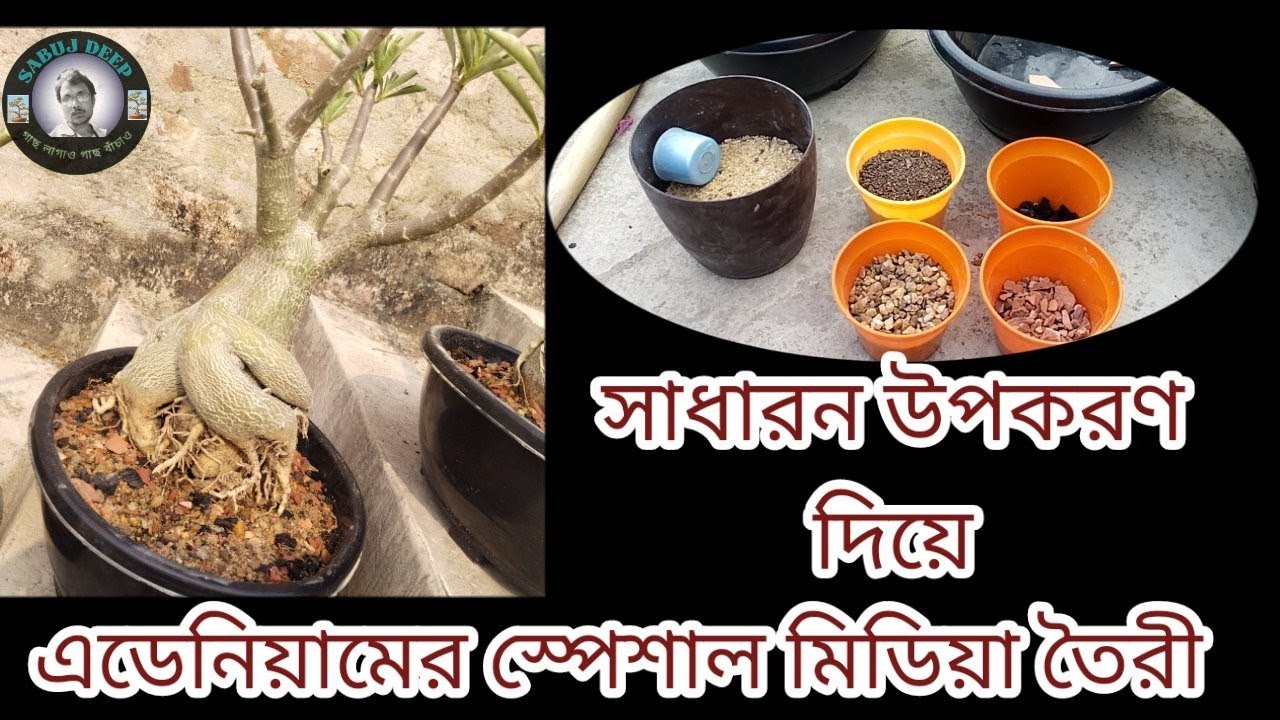 How To Make Best Adenium Soil Mix | অ্যাডেনিয়ামের মাটি তৈরি