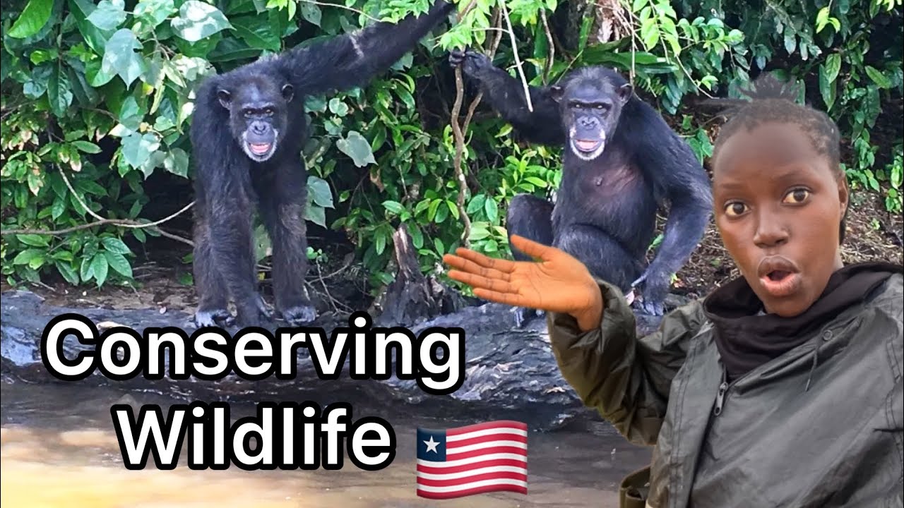 Conserving Wildlife in West Africa to Prevent Climate Change||The Wild Chimpanzee Foundation. 🇱🇷