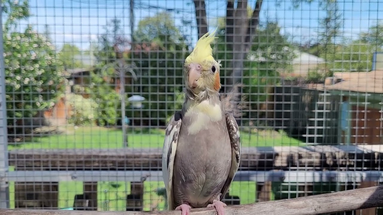 Bubbles the 14 week old Cockatiel goes outside into the aviary for the first time