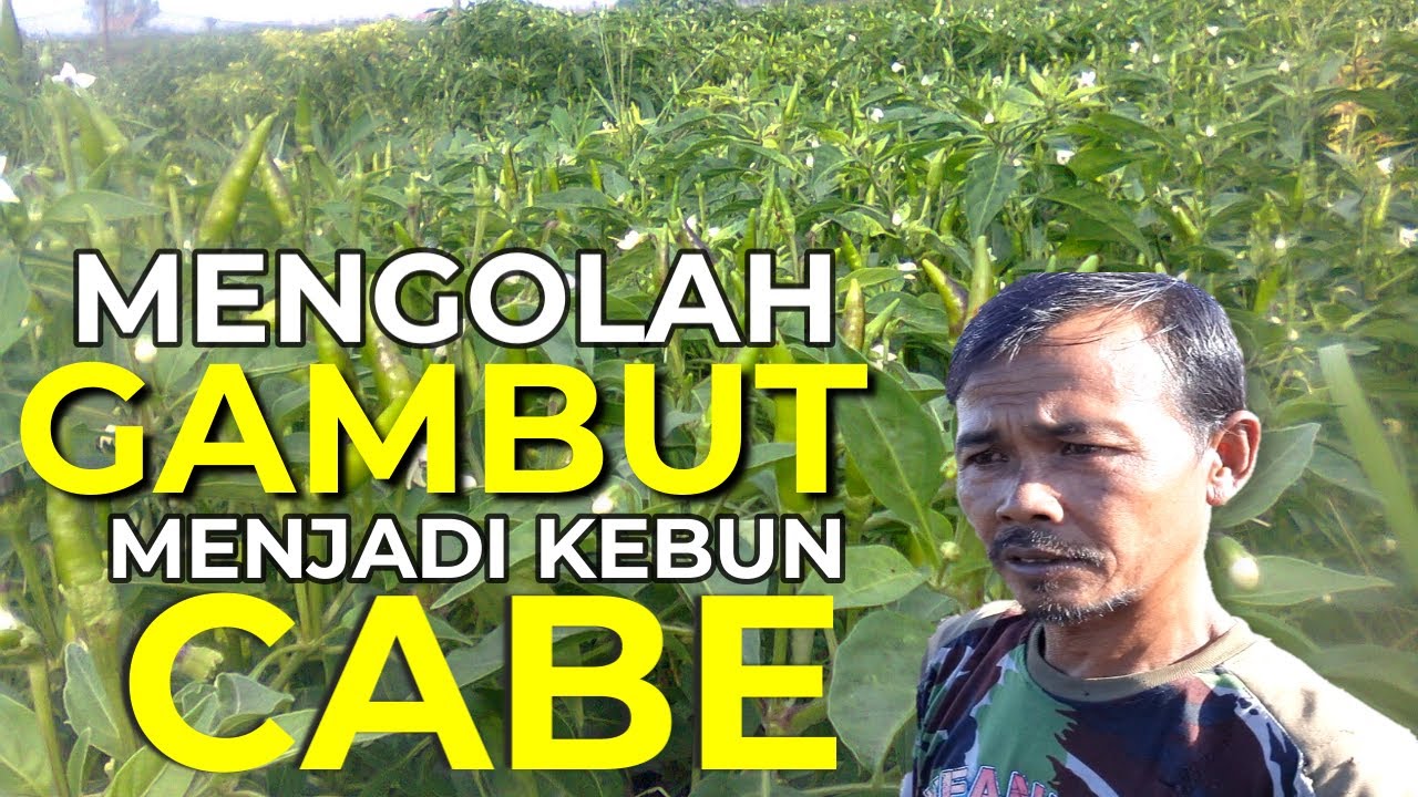 CABAI RAWIT TUMBUH SUBUR DI LAHAN GAMBUT PAK ARIS, LOKASI TRANSMIGRASI SEPUNGGUR, KALIMANTAN UTARA