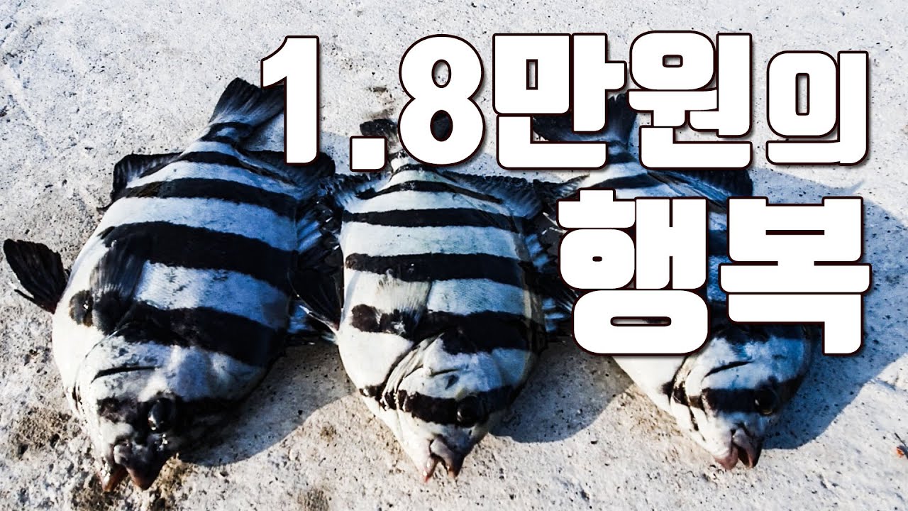 [다리tv] 가성비 최고 섬 여행!!! 낚시&펜션&캠핑!!! 18,000원으로 즐기는 여유!!! ☆ 돌돔, 농어, 갈치, 오징어 ☆