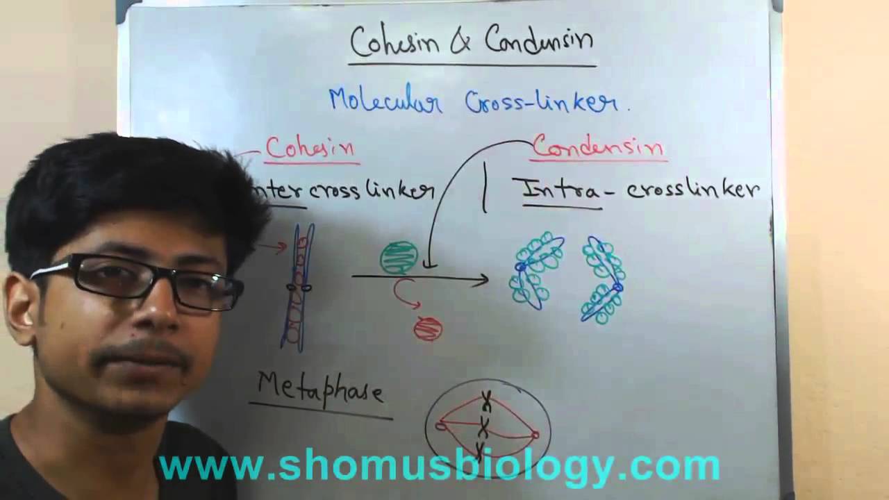 Cohesin and condensin