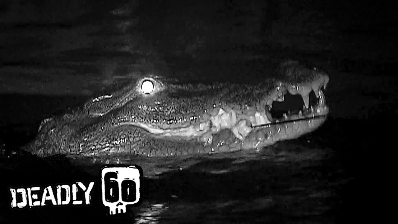 Crocodile Close Encounter | Deadly 60 | BBC Earth Kids
