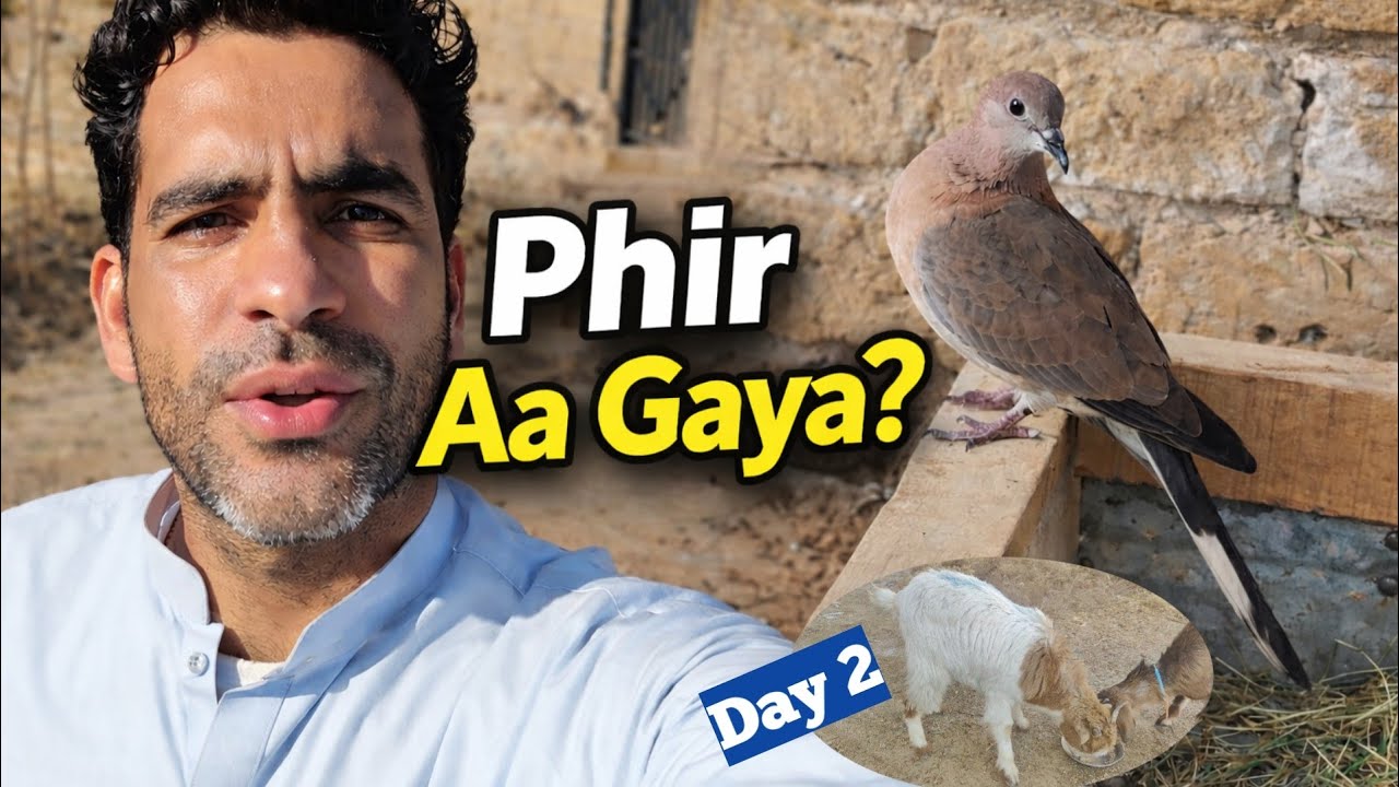 The Dove Returned Again 🕊️ | Day 2 With My New Goats & Garden