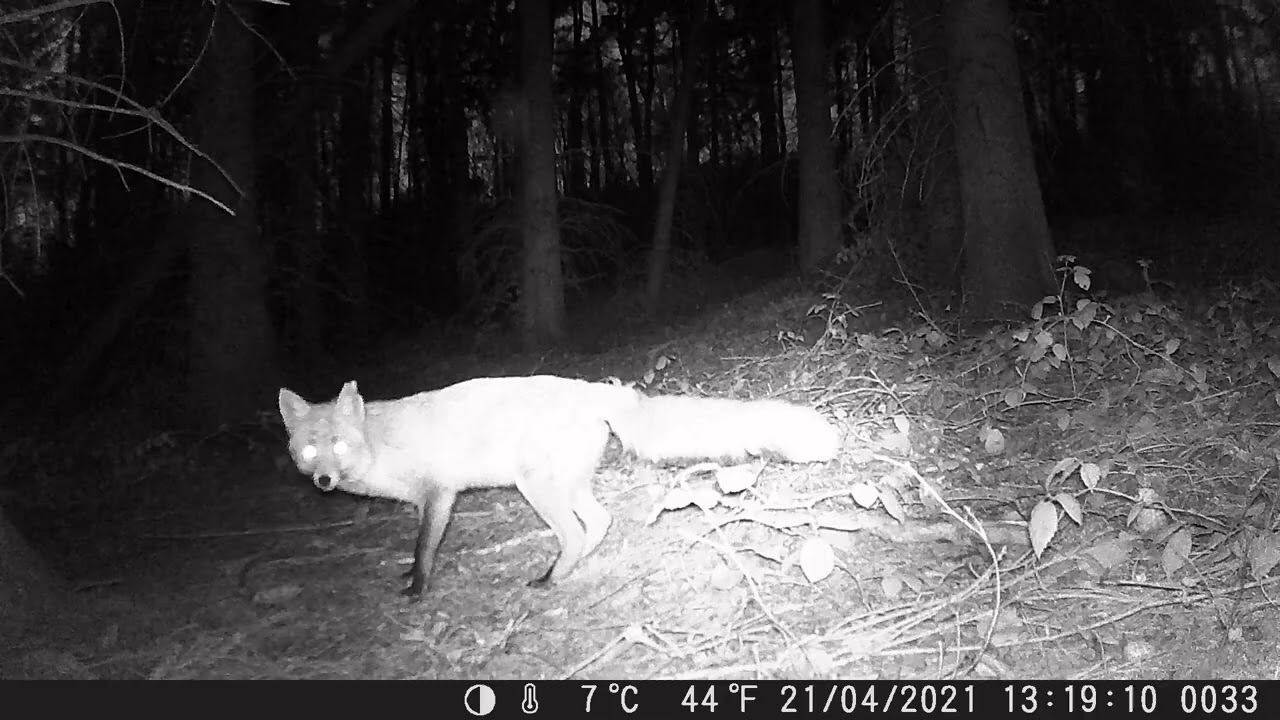 Animals in the forest - Best of trail cam