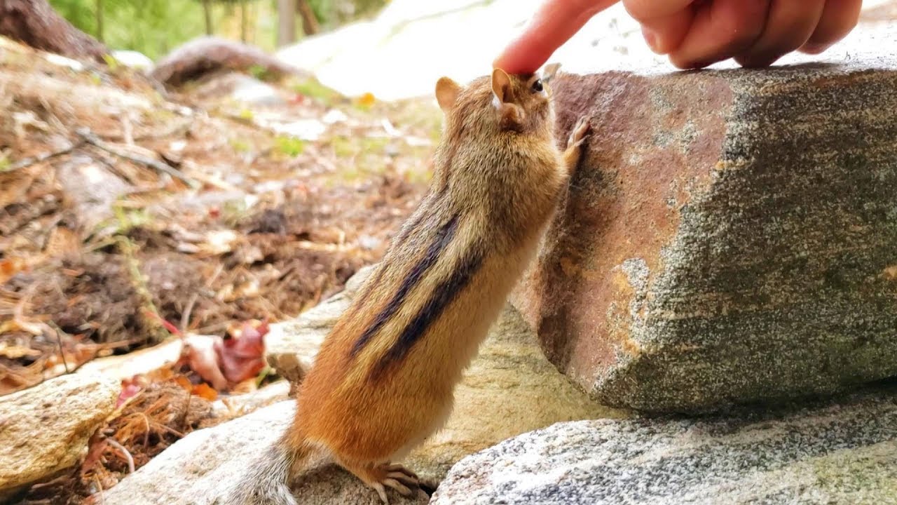 자식을 온전히 독립시킨 엄마 다람쥐 월리의 모정 Completely Independent Babies Thanks To Mother Chipmunk Wally’s Love