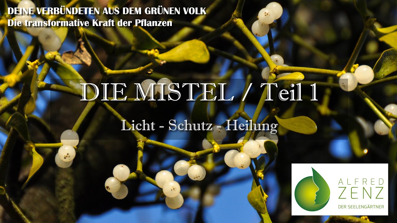 Die Mistel  Teil 1 - Licht, Schutz & Heilung