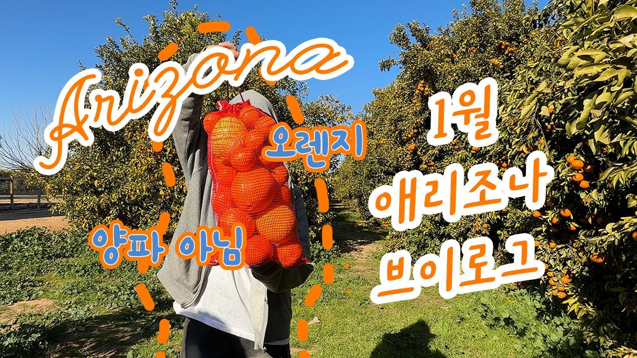 [애리조나 라이프 e.52] 한참 늦게 올리는 1월 브이로그, 시트러스 농장, 놀 거 많은 바베큐 식당, 뒷마당 피크닉, 챈들러 다운타운 나들이
