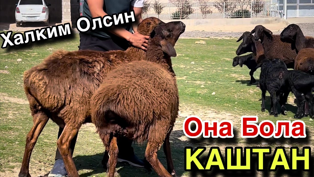 Она Бола Куйлар! ☎️+998 99 972 4997