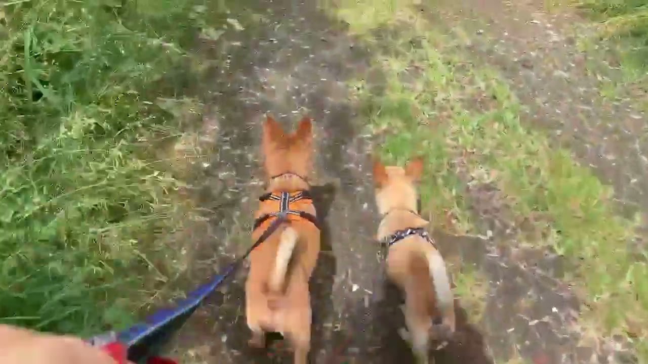 2 Chihuahuas in need of a great new home at Rain Rescue