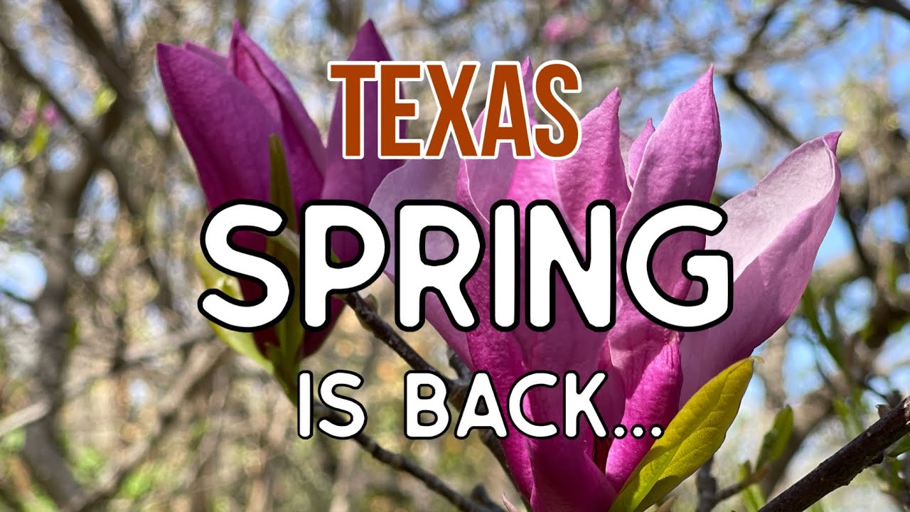 Texas! Spring is Coming Back | Japanese Botanic Garden | Fort Worth, Texas