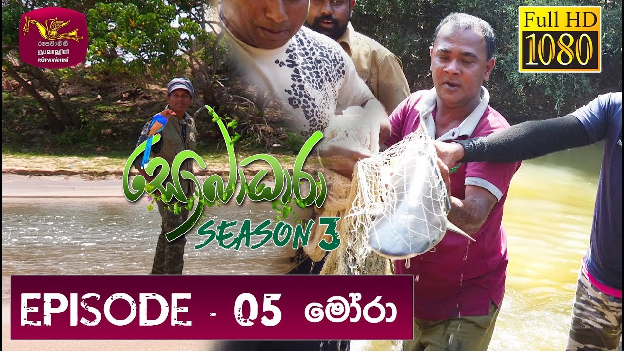 Sobadhara - Sri Lanka Wildlife Documentary | 2019-03-29 | Shark in Sri Lanka