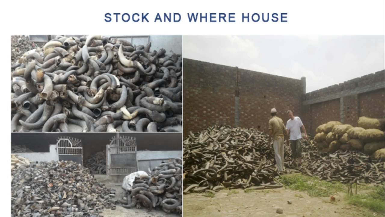 Royal Artisans: Manufacturing of Horn Bone Wood Handicrafts in Sarai Tarin Sambhal by Royal Artisans