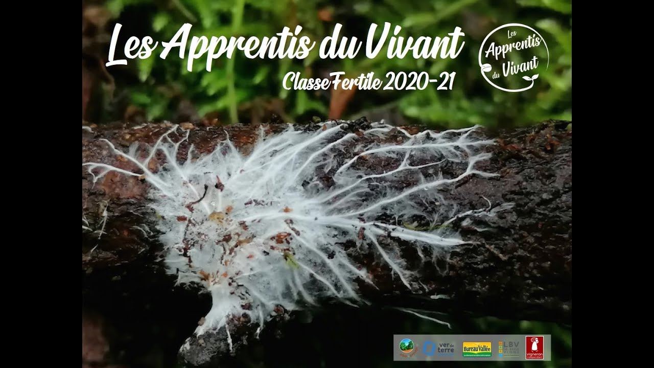Conception d'un système agroforestier 2/2 - Marceau Bourdarias, Hervé Covès et Alain Canet