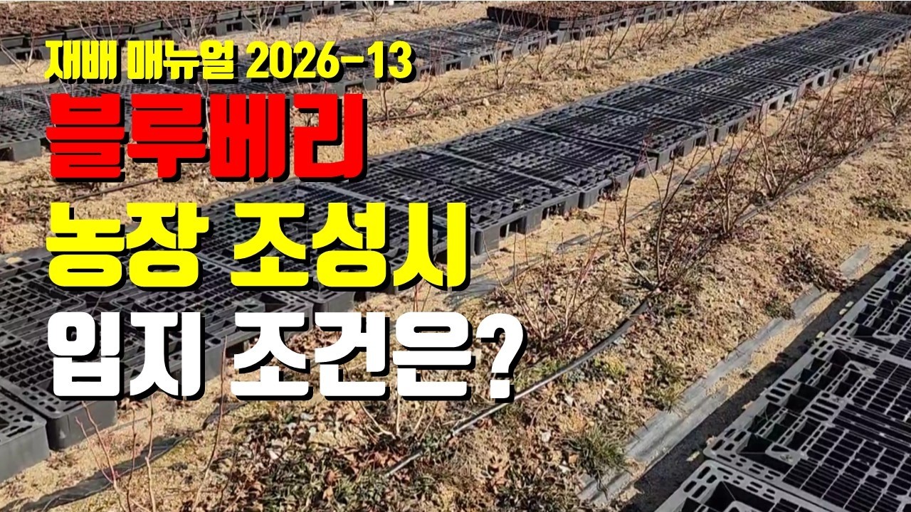 블루베리 농장 조성시 입지 조건은 기후와 기상, 지형, 토양 환경 등을 유기적으로 고려해야 한다.