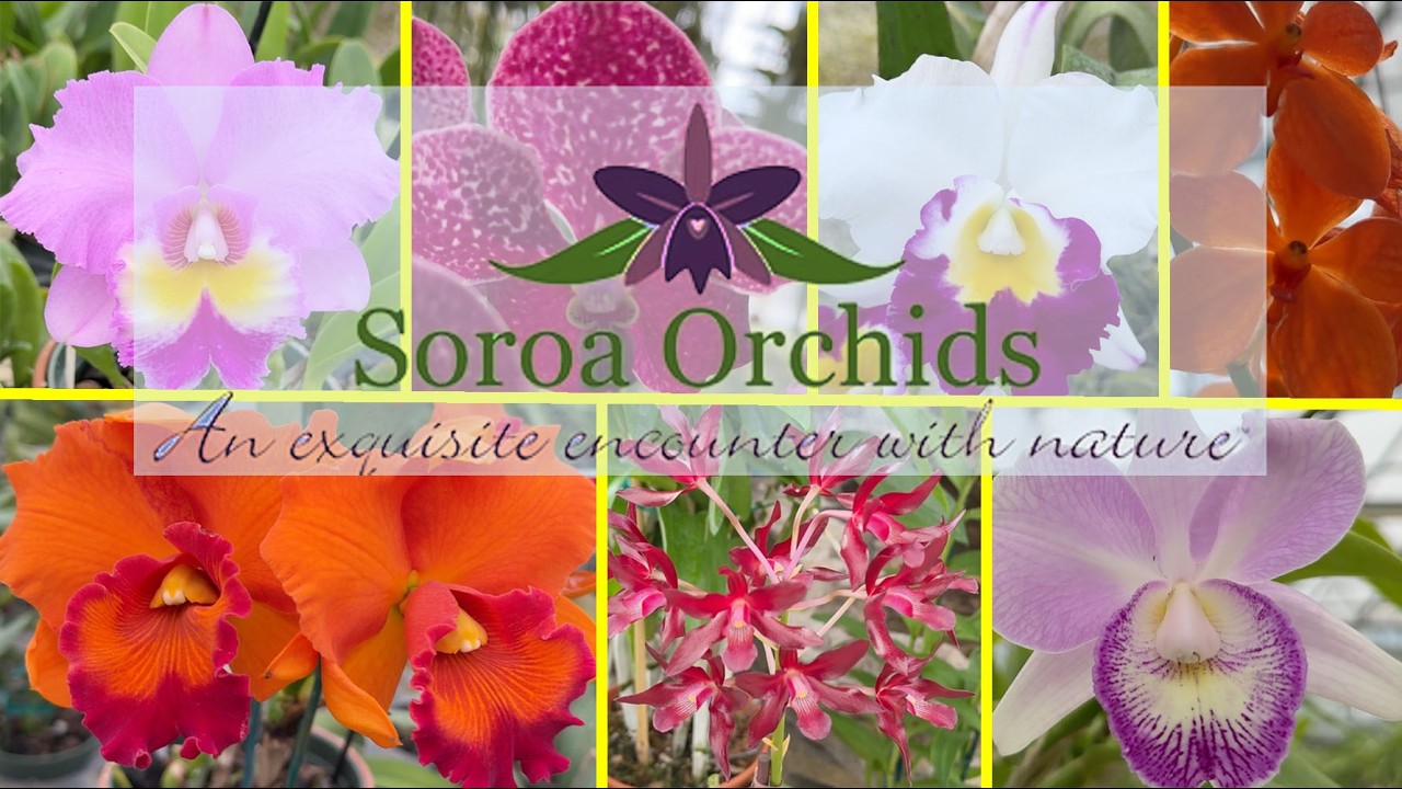 Полевые орхидеи!