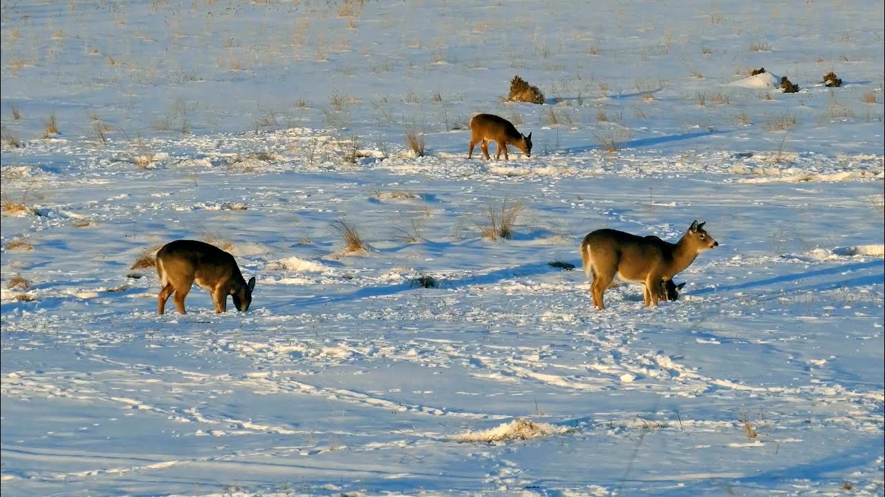 Hiver à Anticosti