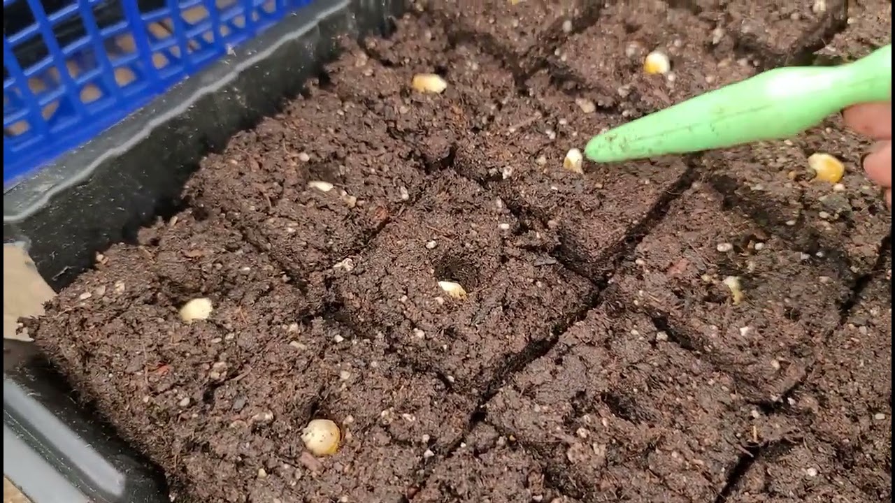 🌱 Presse-Mottes 🌱   .   Présentation et Utilisation