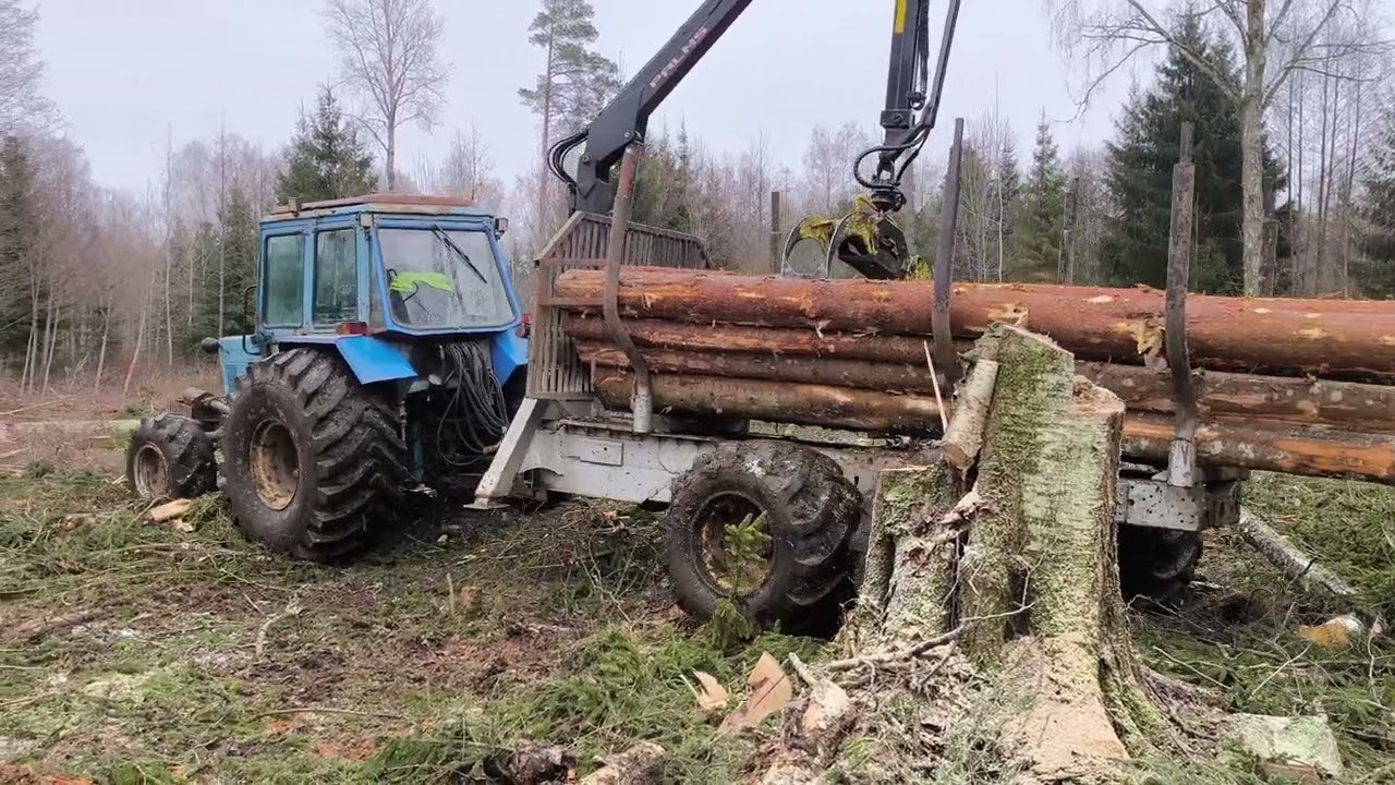 forest MTZ 2025