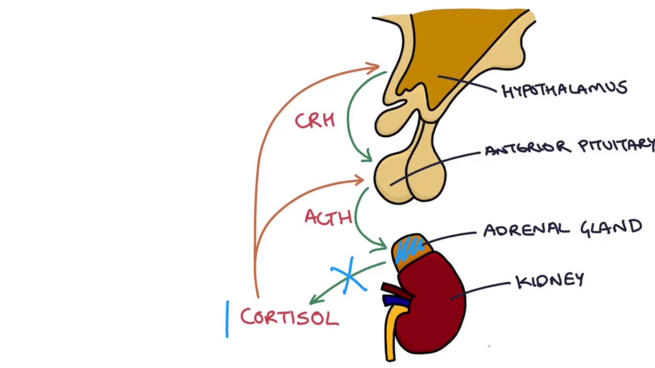 Understanding the Short Synacthen Test