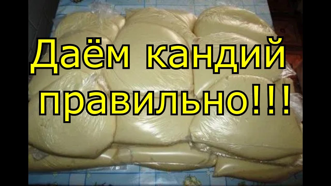 Даём кандий правильно!!!