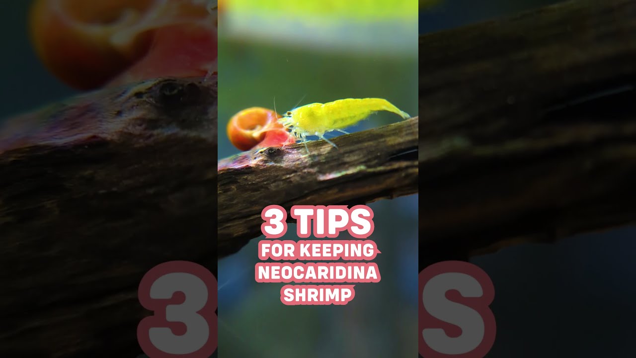 3 ESSENTIAL Tips For Keeping Neocaridina Shrimp