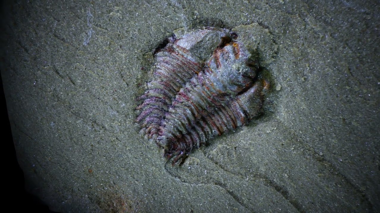 7mm Trilobite Fossil from Fezouata Lagerstatte Morocco.